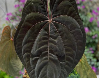 Scott Cohen Anthurium Antolakii (known as BVEP) X NSE Anthurium