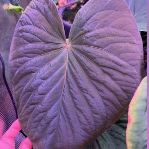 dieffenbachia panther care Dumbcane Panther - Dieffenbachia 'Panther'