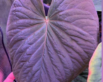 Rvdp X Sp. Nov Df Anthurium — Seedlings - Etsy