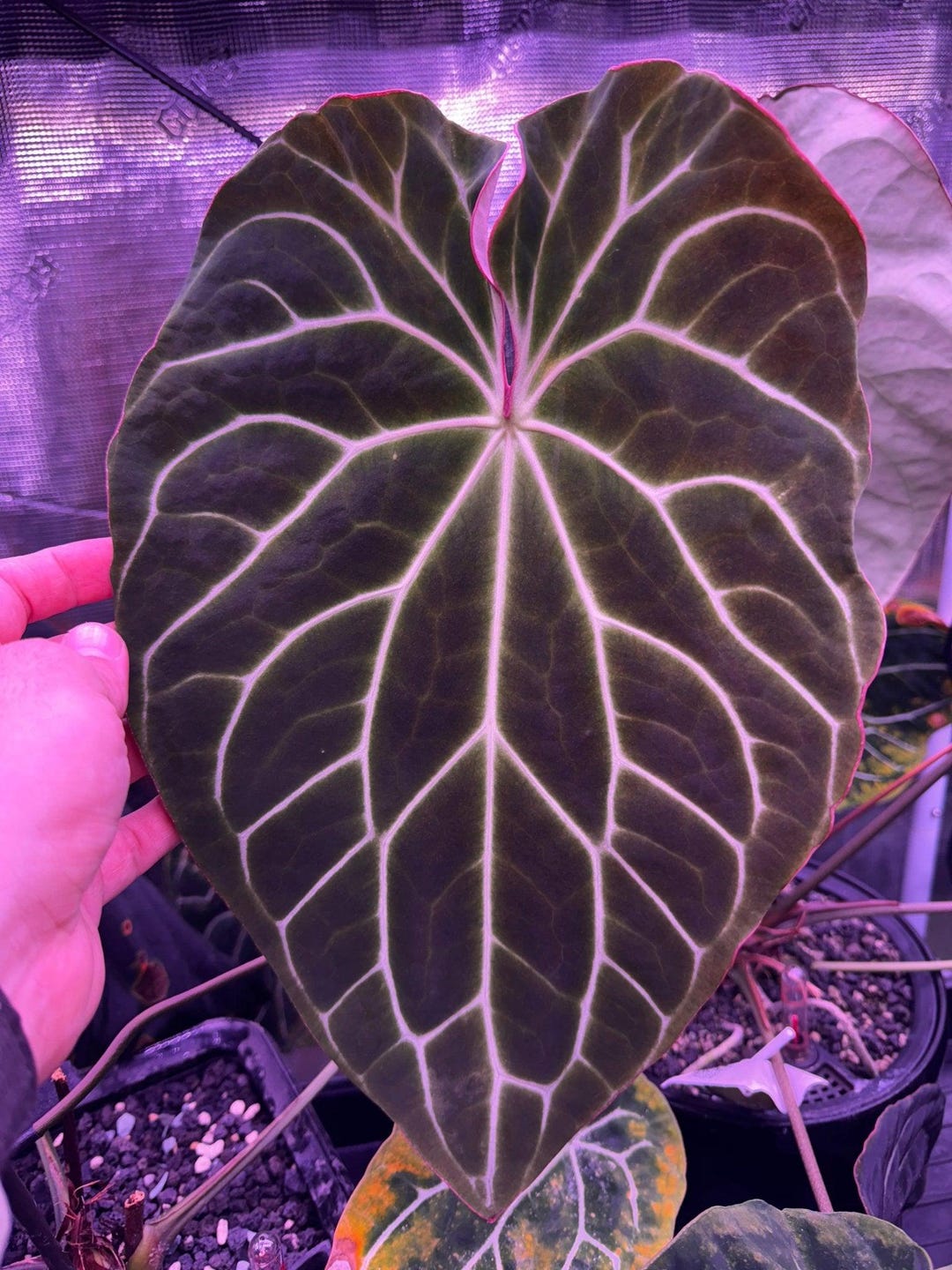 Anthurium Chocolate Crystallinum X Heinz—germinated Seed - Etsy