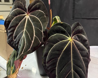 Anthurium Carlablackiae “500” - Etsy