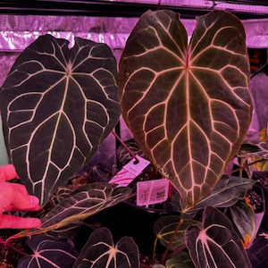 Anthurium Chocolate Crystallinum - Etsy