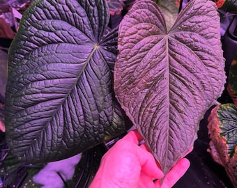 Anthurium (BVEP X NSE Red Crystallinum) X ((carla X Pap) X