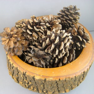Pinecones from the Red Pine Tree, Medium pinecones, Natural pinecones, Christmas décor, 2 inch pinecones, Fall harvest, Autumn decoration