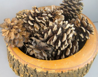 Pinecones from the Red Pine Tree, Medium pinecones, Natural pinecones, Christmas décor, 2 inch pinecones, Fall harvest, Autumn decoration