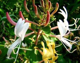 Organic Honeysuckle facial serum, wild crafted