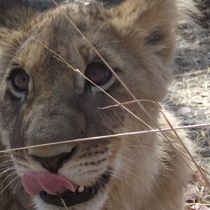 Cheeky Lion Cub