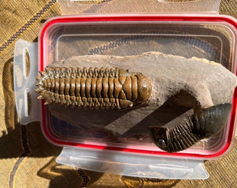 TRILOBITO - CROTHALOCEPHALUS, PARALEJURUS