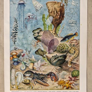 Peut inclure: Impression vintage intitulée "Océanographie" présentant des illustrations colorées de diverses créatures marines. L'impression présente des représentations détaillées de méduses, de coraux, de poissons et de crustacés, avec des étiquettes scientifiques. L'œuvre d'art a un aspect fané et vieilli.