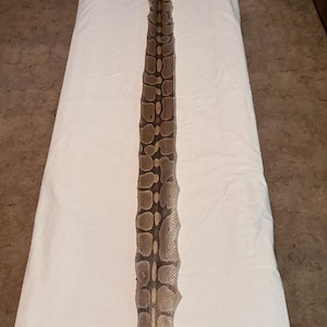 May include: A long, shed snakeskin, featuring a pattern of brown and tan blotches. The skin is laid out on a white surface, showcasing its length and intricate design. The texture appears dry and scaly, with a natural, earthy aesthetic.