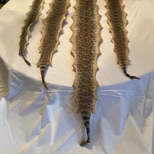May include: Four elongated, dried rattlesnake skins arranged vertically. Each skin features a distinct diamond-shaped pattern in shades of brown, tan, and cream, with a textured, scalloped edge and a tapered tail section ending in a rattle.