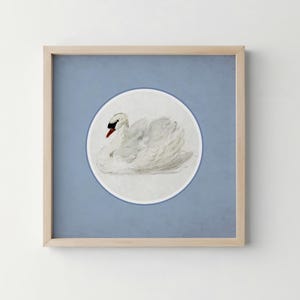 May include: A framed watercolour print of a swan. The swan is white with a black beak and red accents, set against a light blue background within a white circle. The frame is a light wood colour.