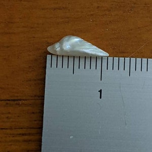 K&ouml;nnte beinhalten: Eine wei&szlig;e, irisierende Muschel mit einer L&auml;nge von etwa 2,5 cm. Die Muschel liegt auf einem Lineal mit Zentimeter-Markierungen.