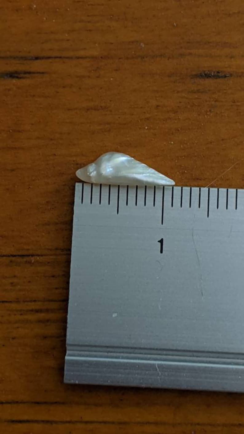 K&ouml;nnte beinhalten: Eine wei&szlig;e, irisierende Muschel mit einer L&auml;nge von etwa 2,5 cm. Die Muschel liegt auf einem Lineal mit Zentimeter-Markierungen.