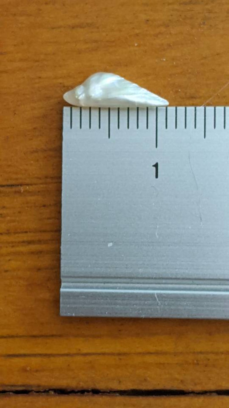 K&ouml;nnte beinhalten: Eine wei&szlig;e, irisierende Muschel mit einer L&auml;nge von etwa 2,5 cm.