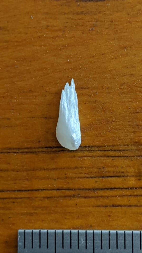 Natural River pearl wing pearl American Tennessee or Mississippi River 9.5mm undrilled uncultured or not cultured
