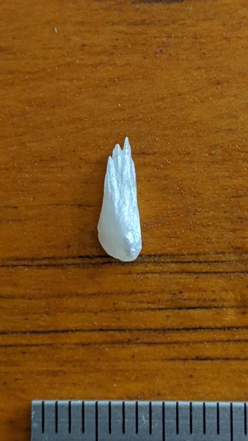 May include: A small, white, iridescent seashell with a pointed tip and a layered, fan-like texture.