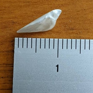 K&ouml;nnte beinhalten: Eine kleine, wei&szlig;e, irisierende Muschel in Vogelform, gemessen an einem Lineal.