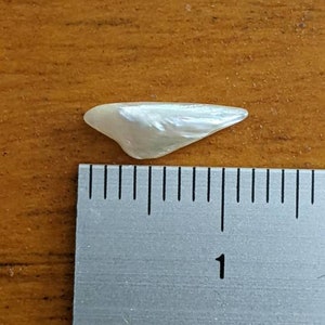 K&ouml;nnte beinhalten: Eine wei&szlig;e, irisierende Muschel mit einer L&auml;nge von etwa 2,5 cm. Die Muschel ist glatt und hat einen Perlmuttglanz.