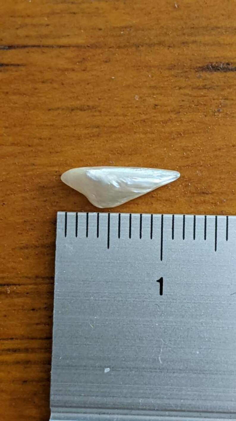K&ouml;nnte beinhalten: Eine wei&szlig;e, irisierende Muschel mit einer L&auml;nge von etwa 2,5 cm. Die Muschel ist glatt und hat einen Perlmuttglanz.