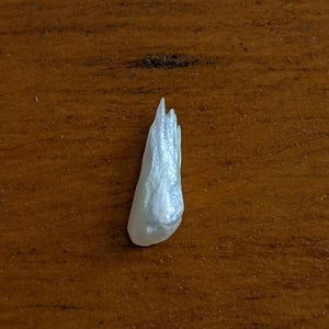 May include: A white iridescent shell with a pointed tip and a textured surface.