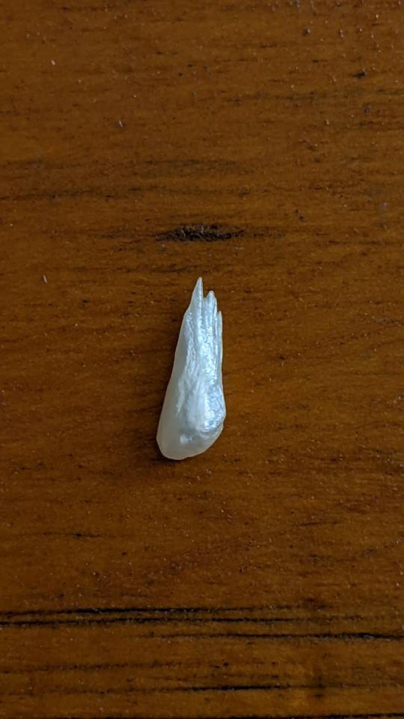 May include: A white iridescent shell with a pointed tip and a textured surface.