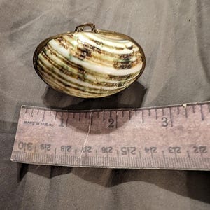 May include: A small, oval-shaped, seashell purse with a brass clasp. The shell is a light brown color with dark brown and green stripes.