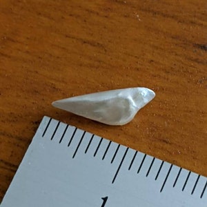 K&ouml;nnte beinhalten: Eine wei&szlig;e, perlmuttartige, vogelartige Muschel mit einer L&auml;nge von etwa 2,5 cm. Die Muschel liegt auf einer Holzoberfl&auml;che neben einem Lineal.