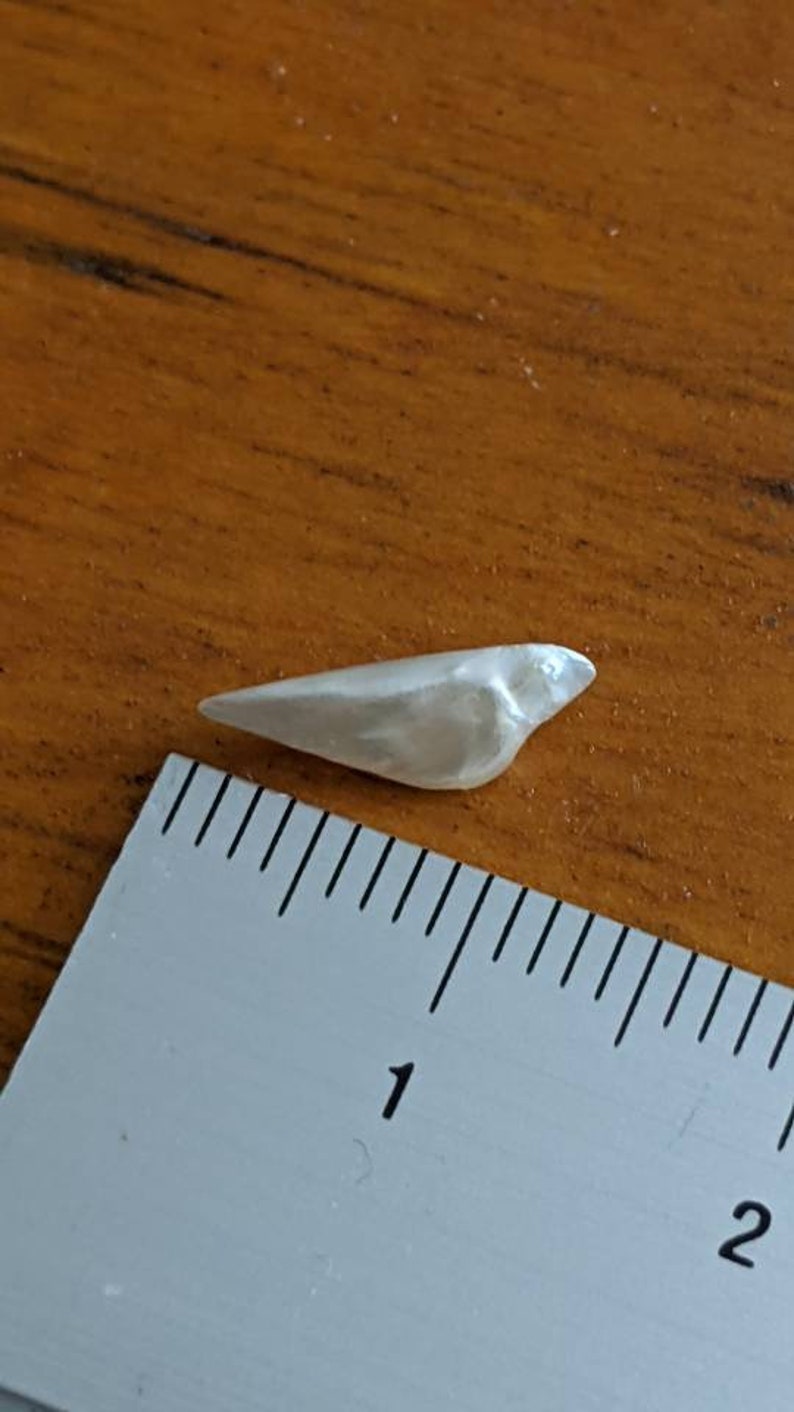 K&ouml;nnte beinhalten: Eine wei&szlig;e, perlmuttartige, vogelartige Muschel mit einer L&auml;nge von etwa 2,5 cm. Die Muschel liegt auf einer Holzoberfl&auml;che neben einem Lineal.
