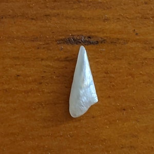 Natural River pearl wing pearl American Tennessee or Mississippi River 7mm undrilled uncultured or not cultured