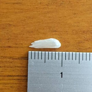 May include: A small, white, iridescent shell measuring approximately 1 inch in length. The shell is on a wooden surface next to a ruler.