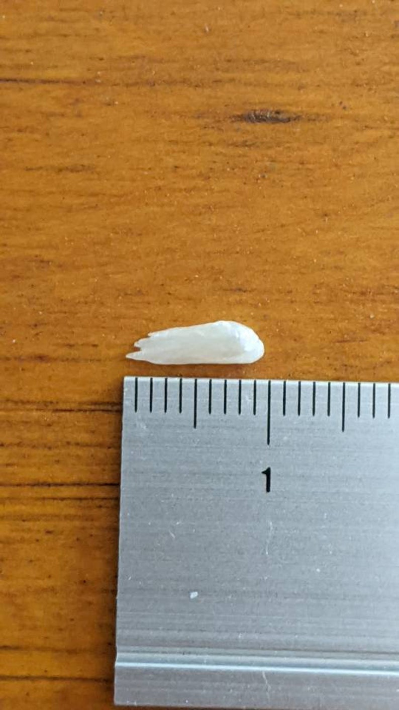 May include: A small, white, iridescent shell measuring approximately 1 inch in length. The shell is on a wooden surface next to a ruler.