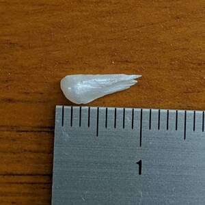 May include: A small, white, iridescent, pearlescent shell, approximately 1 inch long, is placed next to a ruler.