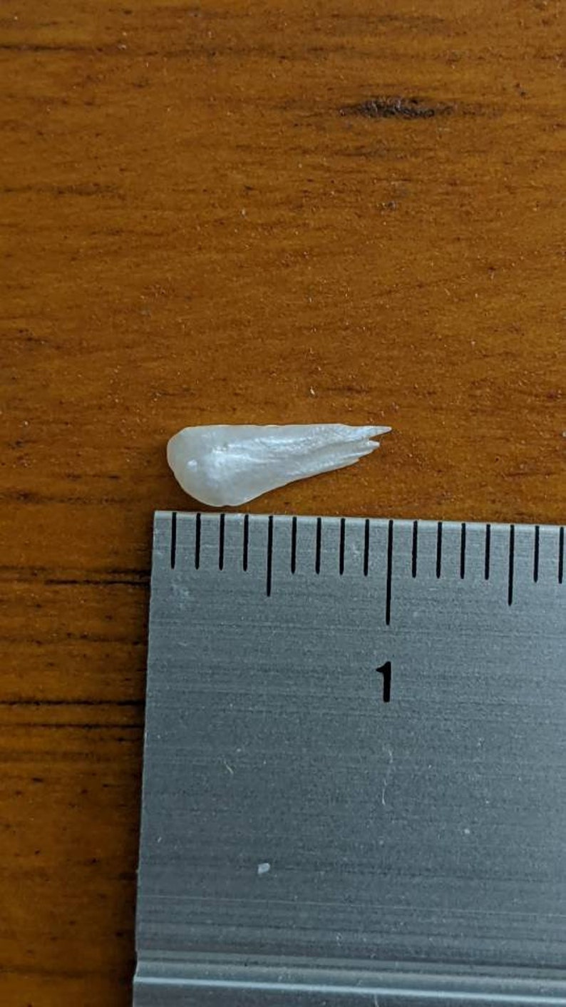 May include: A small, white, iridescent, pearlescent shell, approximately 1 inch long, is placed next to a ruler.