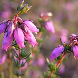 Heather Non-Snag Stitch Markers Scottish Highlands image 5