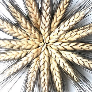 12 inch handmade Black Beard wheat star dried wreath image 2