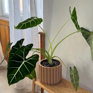 Flower Plant Pot OLIVE GREEN | Minimalist design | Home decor gift image 3