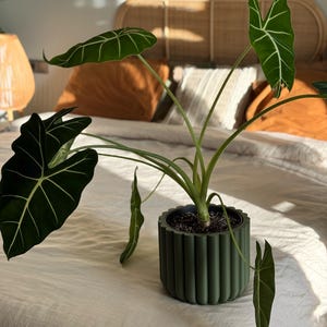 Flower planter pot in matte olive green colour, minimalistic design. Wide plant in the pot. The planter is on bed.