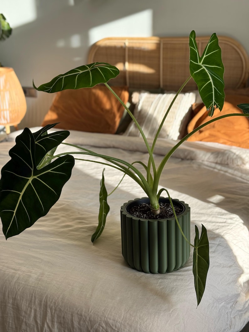 Flower planter pot in matte olive green colour, minimalistic design. Wide plant in the pot. The planter is on bed.