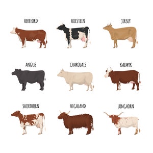 May include: Illustration of nine different breeds of cows, including Hereford, Holstein, Jersey, Angus, Charolais, Kalmyk, Shorthorn, Highland, and Longhorn. Each cow is depicted in profile, with its breed name written above it.