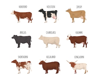 Op de afbeelding: Illustratie van negen verschillende rassen koeien, waaronder Hereford, Holstein, Jersey, Angus, Charolais, Kalmyk, Shorthorn, Highland en Longhorn. Elke koe is in profiel afgebeeld, met de naam van het ras erboven.