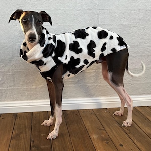 May include: A dog wearing a black and white cow-print coat. The coat covers the dog's back and chest, with a high collar. The dog has a black and white face and dark legs. The dog is standing on a wooden floor.