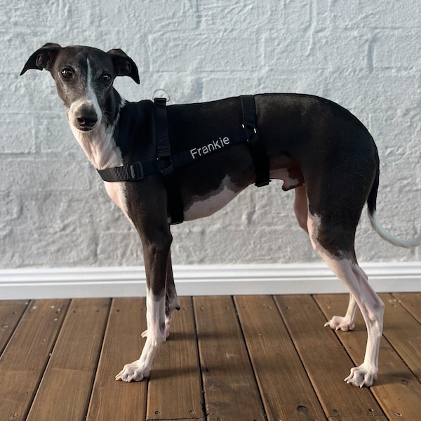 Anti Escape Safety Harness and lead set - Italian Greyhound and Whippet - Personalisation option