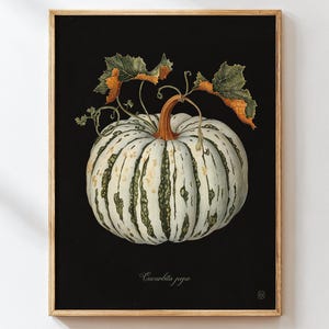 Pumpkin Botanical Art Print, Cottagecore Fall Wall Art, Victorian Halloween Poster, Autumn Kitchen Decor, Classical Pumpkin Painting