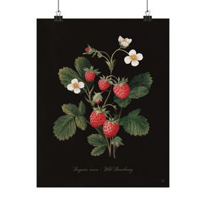 Strawberry Botanical Kitchen Wall Art – Vintage Fruit Print, Wild Strawberry Illustration, Kitchen Wall Decor, Dark Academia Botanical Art image 8