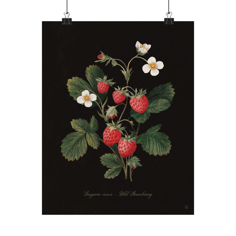 Strawberry Botanical Kitchen Wall Art – Vintage Fruit Print, Wild Strawberry Illustration, Kitchen Wall Decor, Dark Academia Botanical Art image 8