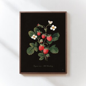 May include: A framed botanical print featuring a detailed illustration of wild strawberries. The artwork showcases vibrant red berries, white flowers, and green leaves against a black background. The print includes the scientific name and common name of the plant.