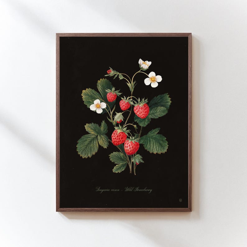 May include: A framed botanical print featuring a detailed illustration of wild strawberries. The artwork showcases vibrant red berries, white flowers, and green leaves against a black background. The print includes the scientific name and common name of the plant.