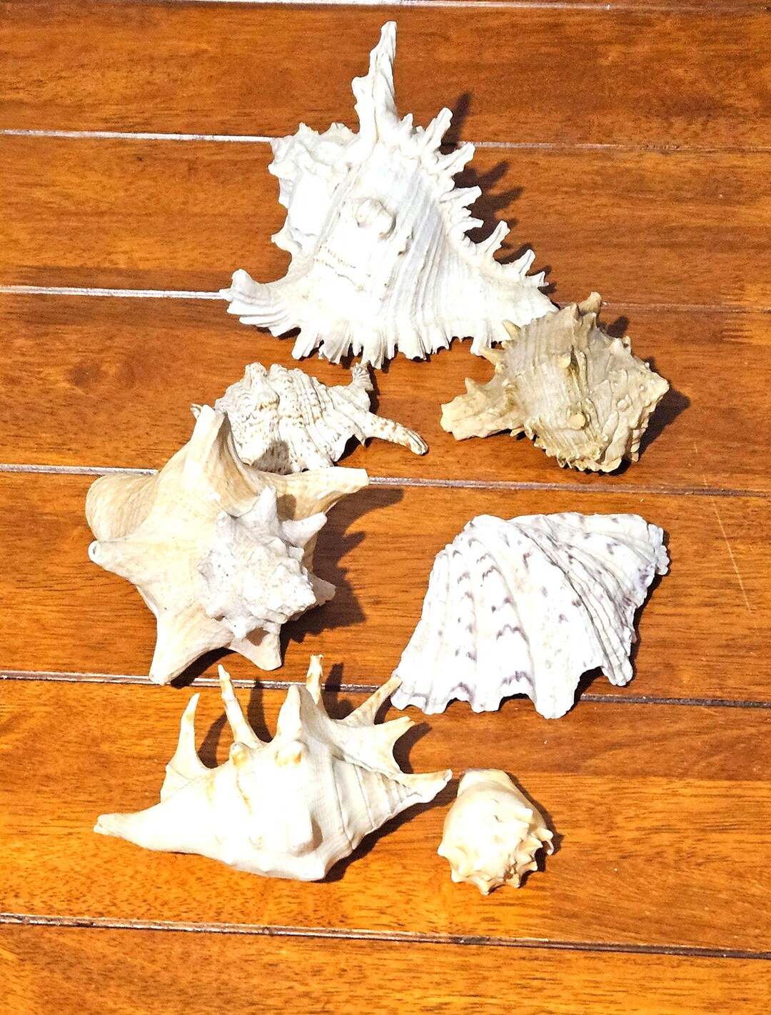 Shell Quenn Vintage Lot of 7 Queen Conch Seashells | Natural Horned Tiger Conch ...