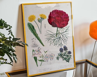 Könnte beinhalten: Ein gerahmter botanischer Druck mit Illustrationen verschiedener Blumen, darunter eine rote Pfingstrose, gelbe Löwenzahne und weiße Blüten. Der Druck hat einen goldenen Rahmen und wird auf einem Spiegeltisch präsentiert.